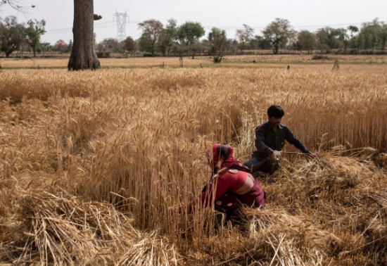 Harvesting wheat during the Covid-19 lockdown in the village of Jugyai, central Madhya Pradesh state, India, April 8, 2020. Photo: Reuters 